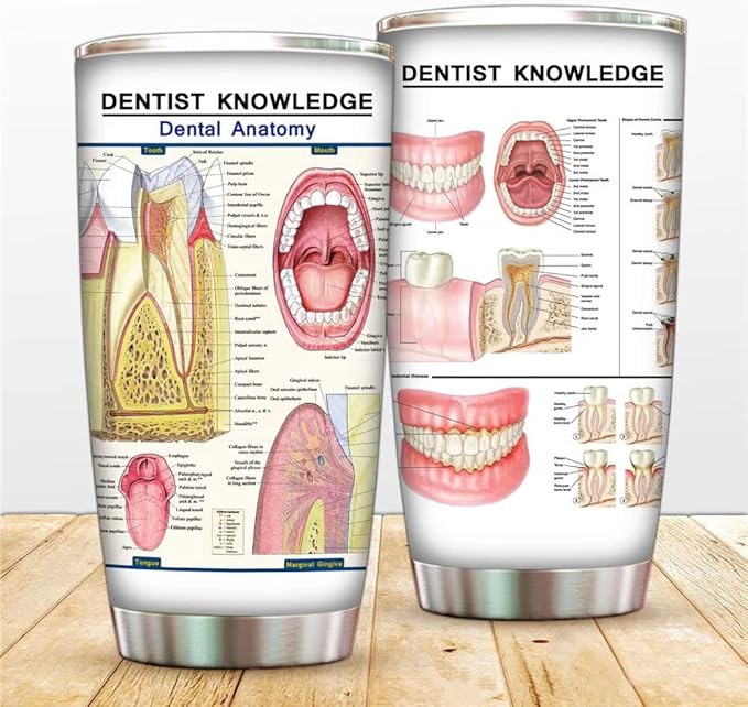Dental Anatomy Tumbler Mug Dentist Knowledge Travel Mug, 20oz Stainless Steel Tooth Anatomy Coffee Mug Medical Teeth Tumbler 1 Doctor Nurse School Vacuum Insulated Travel Tumbler with Straw Lids