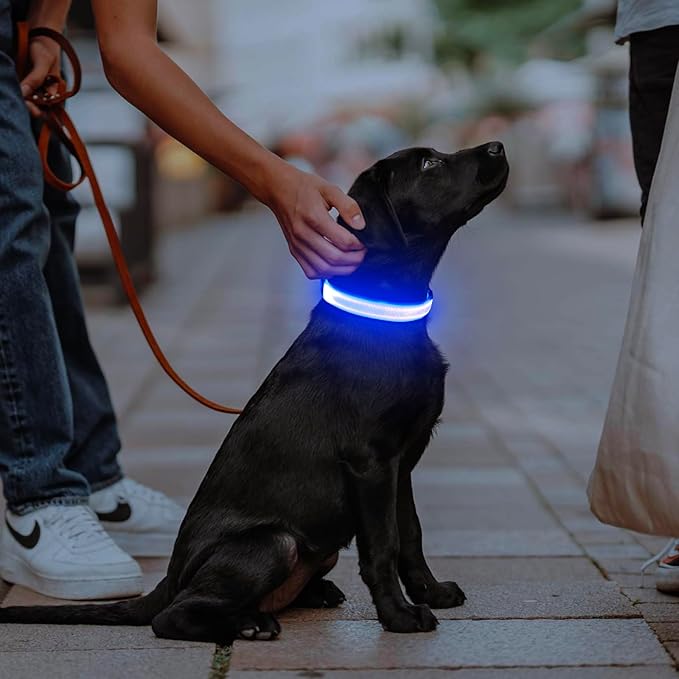 Illumifun LED Dog Collar, USB Rechargeable Light Up Dog Collar, Adjustable Pet Safety Light Glow in The Dark (Blue, Medium)
