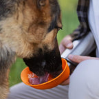 Messy Mutts Double Wall Vacuum Insulated Stainless Steel Travel Water Bottle with Silicone Flip Up Bowl | Pet Travel Necessity | Camping, Hiking, Walking Accessory | 20 oz / 600mL | Watermelon