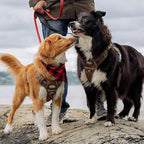 AUROTH Tactical Pet Harness for Large Dogs No Pull Adjustable, Reflective K9 Working Training Easy Control Vest Military fpr Service Dog Desert Camo L