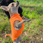 JACKO & CO - Fleece Vest Sweater with Leash Ring - Soft Lightweight Breathable for Puppies Small Medium Dogs, Kitten, Cats, Chihuahua - Warm for Fall/Autumn/Winter (Pumpkin, Small 2-4lbs)