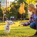 EXPAWLORER Plush Squeaky Duck Dog Toy - Soft Stuffed Small Dog Toys Cute Yellow Duck, Best Birthday Gift Interactive Filled Chew Toys for Puppy Small Medium Dogs Biting Training Teething, 2 Pack