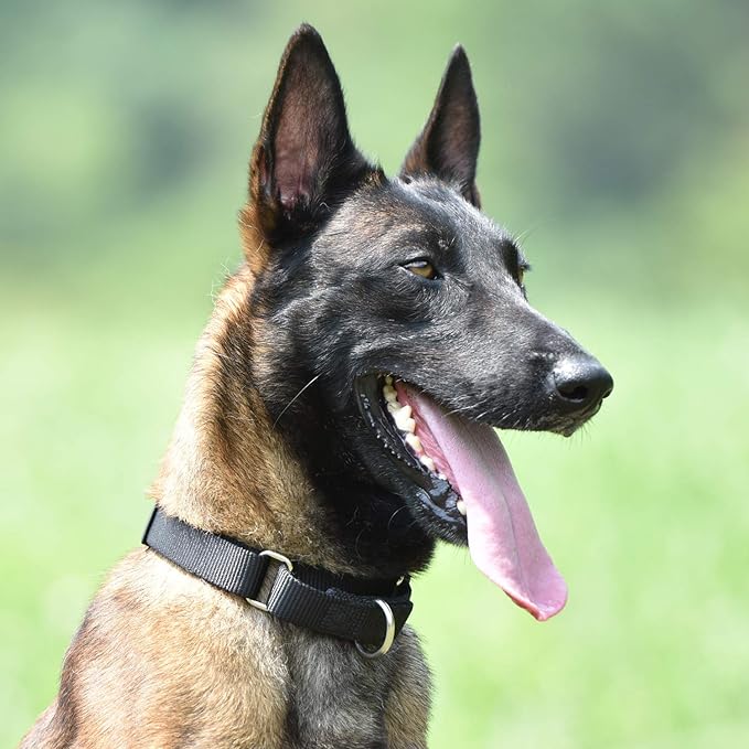 Hyhug Martingale Collar for Dogs Large Black |Escape - Proof Heavy Duty Nylon Durable No Pull, Ideal for Training & Daily Walks