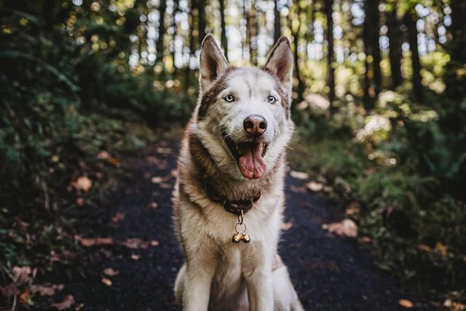 Beau's Bells 2 Extra Loud Cat & Dog Bells | Pet Tracker | Save Birds & Wildlife | Luxury Handmade Copper (Large)