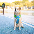 PHOEPET No Pull Dog Harness, Unique Colors Reflective Adjustable Dog Vest, with Soft Training Handle Metal Clips for Small Medium Large Dogs (Blue Base & Green Straps,L)