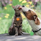 80 Pieces Pet ID Tag Colorful Blank Personalized Dog Tags Aluminum Pet Name Tags with Bone Paw Heart Cat Head Shape Animals Name Phone Number ID Craft with Holes for Dogs Cats