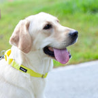 Hyhug Martingale Collar for Dogs Large Yellow |Escape - Proof Heavy Duty Nylon Durable No Pull, Ideal for Training & Daily Walks