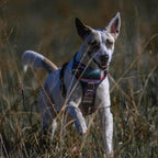 Embark Adventure Dog Harness, No-Pull Reflective Trim Dog Harness for Small, Medium & Large Dogs - Heavy Duty Oxford, 2 Leash Clips & Gel Lined Handle. Soft & Padded Puppy Dog Vest for Any Breed