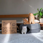 Cattasaurus Peekaboo Cat Cave, Extra Spacious for Multiple & Large Cats 12+ lbs, Scratch Detachable Beds for Indoor Cats, Washable Tunnel Bed, Comfy Cat Donut Tunnel (Dark Gray+Dark Gray, Jumbo)