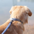 Hyhug Martingale Collar for Dogs Large Gray |Escape - Proof Heavy Duty Nylon Durable No Pull, Ideal for Training & Daily Walks