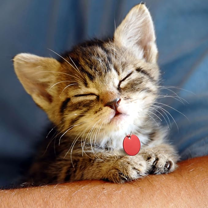 Frienda 48 Pcs Blank Pet ID Tag Colorful Aluminum Dog Cat Badge Blank Round Heart Star Bone House Rectangle Tags with Ring Pet ID Badge Pendant with Hole for Dog Cat Name Phone Number, 6 Styles