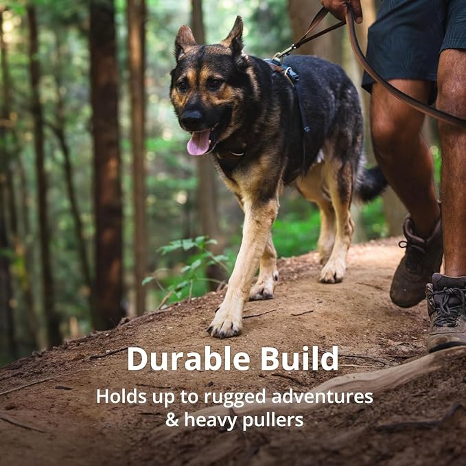 Ruffwear, Front Range Dog Harness, Reflective Soft Padded Everyday Harness with Dual Leash Clips, Adjustable and Lightweight Fit for Training or Walking for All Dogs, Coastal Mountains, XX-Small
