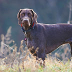 Personalized Dog Tags - Custom QR Code Pet ID Tags - Free Online Scan & Receive Instant Pet Location Alert Email