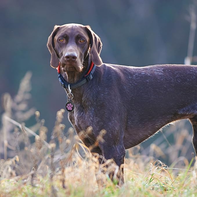 Personalized Dog Tags - Custom QR Code Pet ID Tags - Free Online Scan & Receive Instant Pet Location Alert Email