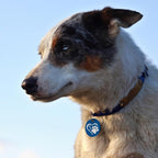 MYLUCKYTAG QR Code Stainless Steel Personalized Dog ID Tag, Digital Profile, Email Alerts