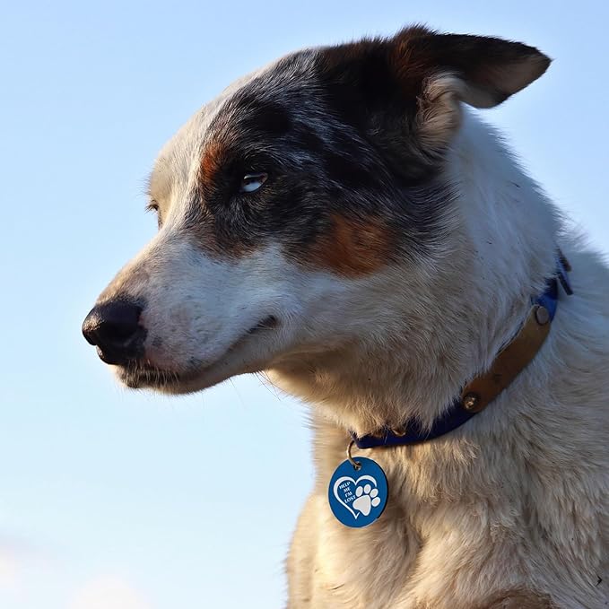 MYLUCKYTAG QR Code Stainless Steel Personalized Dog ID Tag, Digital Profile, Email Alerts