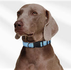 Mile High Life Nylon Night Light Glow Collar, Reflective Light Up Dog Collar, Fluorescent Self-Luminescent Strap for Small Medium Large Dogs (Blue, M Neck13-17")