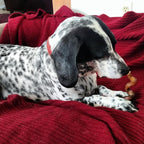 Pawstruck All-Natural 6" Bully Stick Springs for Dogs - Fun, Challenging, Rawhide-Free, 100% Beef, Single Ingredient Chew Bones - Fully Digestible, Low Odor - 10 Pack - Packaging May Vary