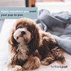 BrilliantPad Go Here! Puppy Potty Training Spray | Natural Attractant, Dog & Puppy Home Housebreaking Aid for Pets | Safe for Animals, Furniture & Plants | Use on Pee Pads Indoor & Outdoor | 4oz