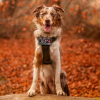 rabbitgoo Dog Harness Medium Sized No Pull, Tactical Service Pet Vest with Molle and Control Handle, Adjustable and Reflective Military Harness for Easy Walking and Training, Black, M