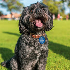 MYLUCKYTAG QR Code Stainless Steel Pet ID Tag - Personalized, Online Profile, Location Alert Email, Digital, Durable - Dog Collar Engraved