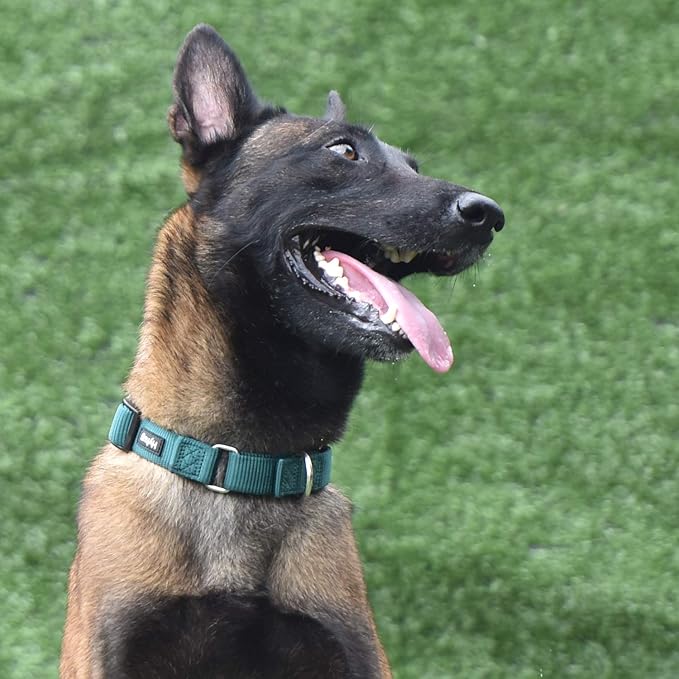 Hyhug Martingale Collar for Dogs Large Green |Escape - Proof Heavy Duty Nylon Durable No Pull, Ideal for Training & Daily Walks
