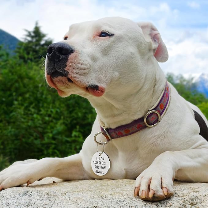 MYLUCKYTAG QR Code Stainless Steel Dog ID Tag, Personalized, Digital Pet Tag, Engraved