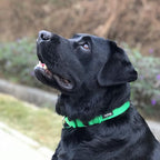 Hyhug Martingale Collar for Dogs Large Green |Escape - Proof Heavy Duty Nylon Durable No Pull, Ideal for Training & Daily Walks