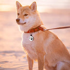 MYLUCKYTAG QR Code Silicone Dog ID Tag, Quiet & Durable, Engraved Dog Collar Tag with Online Pet Profile & Location Alert Email