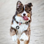 MYLUCKYTAG QR Code Stainless Steel Personalized Dog ID Tag, Engraved Dog Collar Tag, Digital Pet Profile, Pet Location Alert Email