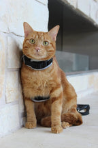 Travel Cat & Stray Cat Harness and Leash Set - Adjustable Velcro Mesh Cat Harness and Strong Nylon Leash Kit - Comfort Escape Proof Harness for Cats, Kitten for Outdoor Walking,Hiking (Small: 9-11 in)