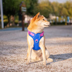 PHOEPET No Pull Dog Harness, Unique Colors Reflective Adjustable Dog Vest, with Soft Training Handle Metal Clips for Small Medium Large Dogs (Royal Blue Base & Pink Straps,M)