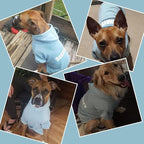 BINGPET Security Dog Hoodies Puppy Sweater Cold Weather Dog Coats Soft Brushed Fleece Pet Clothes Hooded Sweatshirt for Dog Cat