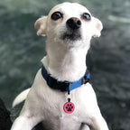 MYLUCKYTAG Silent Silicone QR Code Dog Tags - Scan QR, Receive Instant Pet Location Alert Email