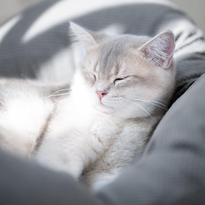 CHEERHOME PETS Elevated Cat Bed Wooden with Cushion Fluffy Pet Couch Sofa for Indoor Cats Raised Kitty Lounge Chair Suitable for Puppy, Cat Furniture(Gray)