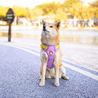 PHOEPET No Pull Dog Harness, Unique Colors Reflective Adjustable Dog Vest, with Soft Training Handle Metal Clips for Small Medium Large Dogs (Baby Purple Base & Yellow Straps,XL)