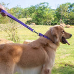 Hyhug Martingale Collar for Dogs Extra Large Purple |Escape - Proof Heavy Duty Nylon Durable No Pull, Ideal for Training & Daily Walks