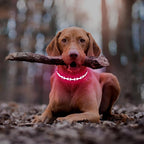 Flashseen Light Up Dog Collars, Adjustable LED Dog Collar Rechargeable, Glow in The Dark Dog Collars Super Bright Glow Collars for Night Walking for Dogs (Pink, Large)