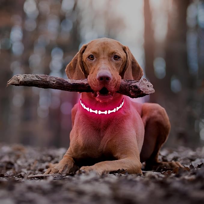 Flashseen Light Up Dog Collars, Adjustable LED Dog Collar Rechargeable, Glow in The Dark Dog Collars Super Bright Glow Collars for Night Walking for Dogs (Pink, Large)