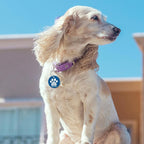 MYLUCKYTAG QR Code Stainless Steel Pet ID Tag - Personalized Online Profile, Location Alert Email, Digital and Durable Dog Collar Tag - Engraved