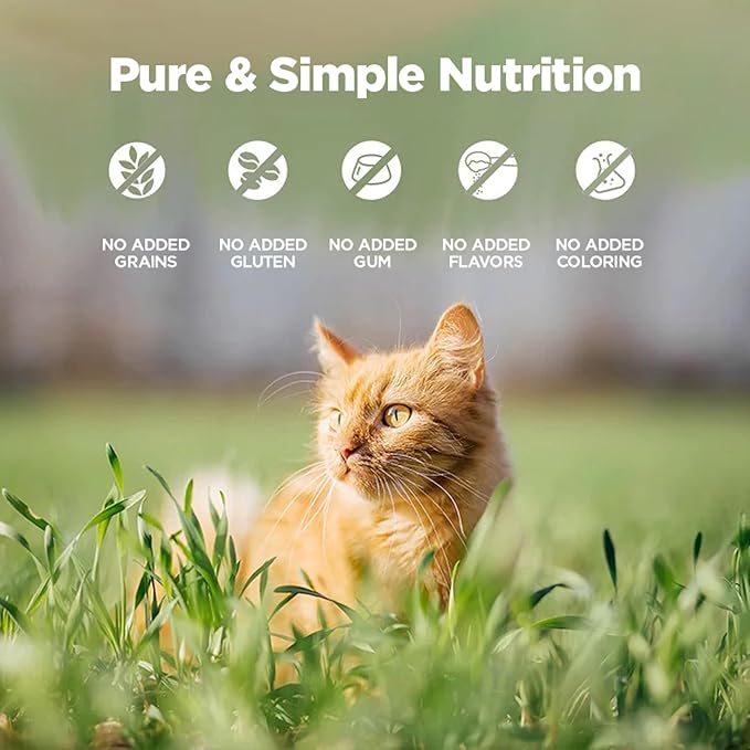 ZEAL New Zealand Wet Cat Food – High Protein, Grain-Free with Superfoods (Lamb, 6oz Can, 12-Pack)