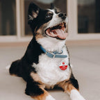 MYLUCKYTAG ESA Tag - Smart Pet ID with NFC & QR Code, Online Pet Profile, Location Alerts, Durable Collar Tag