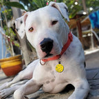 MYLUCKYTAG QR Code Silicone Pet ID Tag for Dogs and Cats - Online Profile, Location Alert Email, Digital and Quiet Tag, Durable Collar ID, Engraved