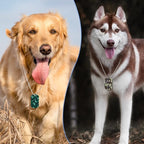 Saintrygo 48 Pcs Camouflage Dog Tags Military Acrylic Army Dog Tags Party Favors Camo Party Favors Include 24 Camo Necklaces with 24 Beaded Chains for Kids Men Women(Green, Blue, Khaki, Gray)