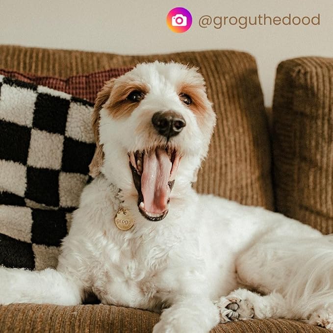 Solid Brass PET TAG - Modern, Minimal Pet IDs. Durable, Lifetime Tags with deep Cut Text. Includes Space for Two Phone Numbers. (Arch Mini)