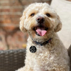 Myluckytag QR Code Stainless Steel Personalized Dog ID Tag, Engraved Dog Collar Tag with Online Pet Profile and Location Alert Email