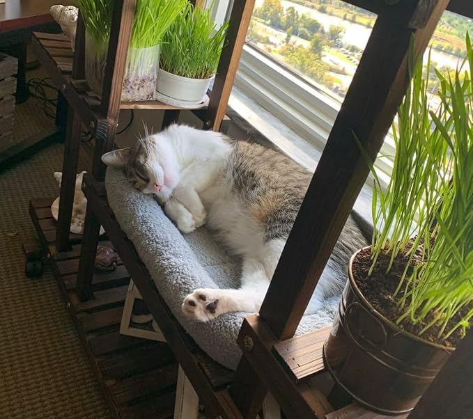 PETLESO Small Cat Bed Plush Cat Cushion, Small Cat Beds for Indoor Cats Fluffy Cat Mat for Small Cat Curl Sleep for Crate Carrier, Small 15" x 10"