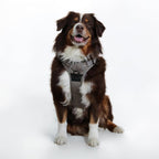 Doggie Design Venture Paw No Pull Dog Harness - Simple Adjustable Puppy Harness - Anti Pull Dog Collar for Walks and Outdoor Adventures - Dried Sage, XL