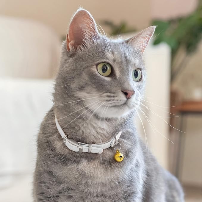 CollarDirect Leather Cat Collar with Bell - Kitten Collar, Small and Big Cat Strap for Boy Cats, Girl Cats with Safety Elastic Strap (Neck Fit 8"-11", White)