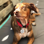 MYLUCKYTAG QR Code Stainless Steel Dog ID Tag, Personalized, Digital Pet Tag, Engraved